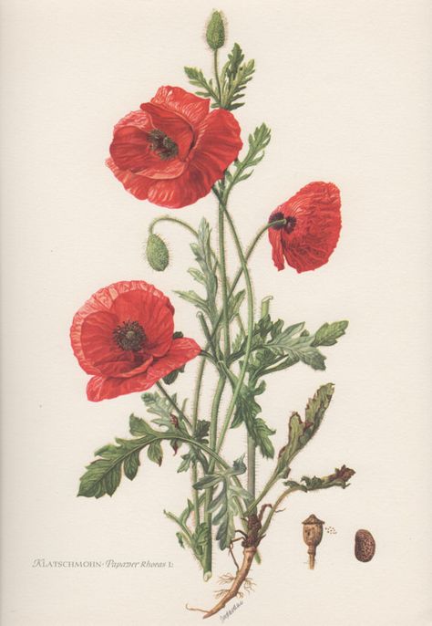 Botanisches Tattoo, Papaver Rhoeas, Poppies Tattoo, Botanical Illustration Vintage, Vintage Drawing, Vintage Botanical Prints, Plant Drawing, Trendy Flowers, Flowers Vintage