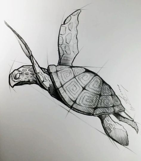 Turtle Tattoo Sketch, Turtle Anatomy Drawing, Turtle Drawings Sketches, Turtle Pencil Drawing, Turtle Sketch Pencil Drawings, Animals Sketches Pencil, Pencil Art Drawings Animals, Sea Turtle Drawing Sketches, How To Draw A Turtle