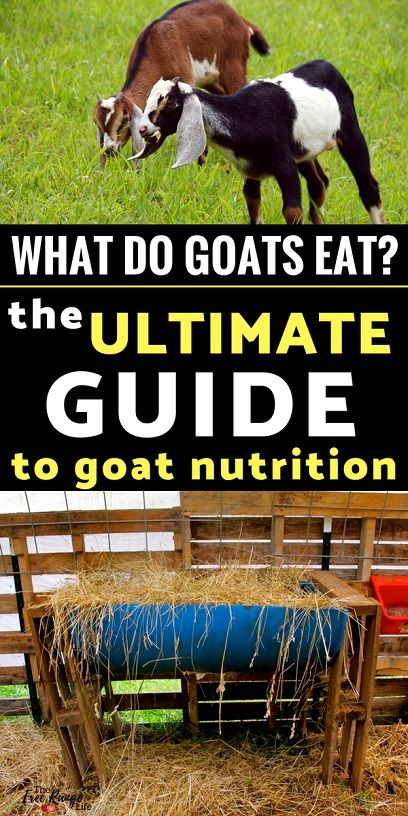 Boer Goats Raising, Goat Food List, Goat Hacks Diy, What Do Goats Eat, Goat Keeping Ideas, Raising Meat Goats, Homemade Goat Feed, What To Feed Goats, Goat Care For Beginners