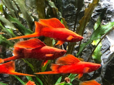 Swordtail Fish, Tropical Fish Aquarium, Tropical Freshwater Fish, Fishing Room, Fish Breeding, Freshwater Aquarium Fish, Impossible Dream, Animal Room, Exotic Fish