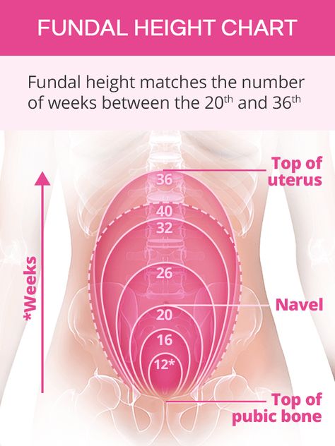 Normal Fundal Height Antenatal Care Nursing, Fundal Height Chart Pregnancy, Fundal Height, Pregnancy Anatomy, Antenatal Care, Pregnancy Chart, Anatomy Education, Midwifery Student, Pregnancy Jokes