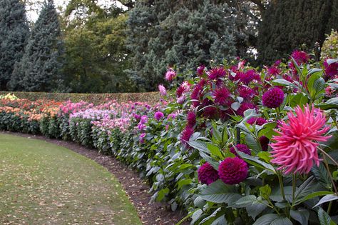 Dahlia Garden: Idea for next to kitchen and screen porch. Dahlia Garden Ideas, Dahlia Gardens, Dahlia Flower Garden, Nature Ideas, Dahlia Garden, Longfield Gardens, Flower Farming, Dahlias Garden, Growing Dahlias