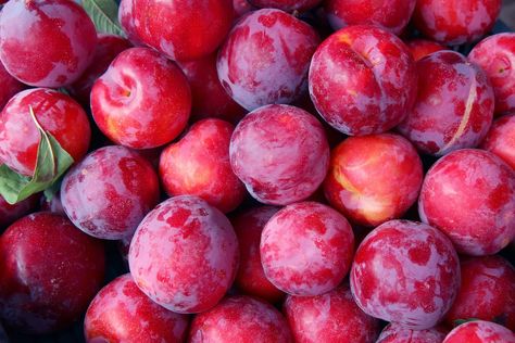 Plum Types, Types Of Plums, Plum Varieties, Japanese Plum, Plum Recipes, Black Plum, Red Plum, Plum Tree, Different Types