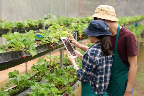 Hydroponic Vegetables, Cabbage Flowers, Smart Farm, Crop Farming, Agriculture Business, Modern Agriculture, Agricultural Sector, Farming Techniques, Female Farmer