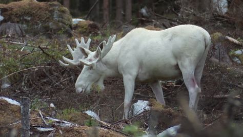 White moose feasting on plants. Moose Aesthetic, Natalie Yellowjackets, Albino Moose, Rare Albino Animals, Moose Pictures, White Moose, Baxter State Park, Bull Moose, Albino Animals