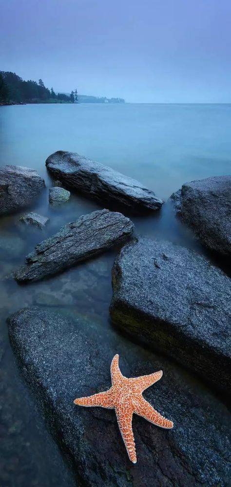 Sea Star, Oregon Coast, Best Photographers, Landscape Photos, Canon Eos, Starfish, Eos, Beautiful Nature, Landscape Photography