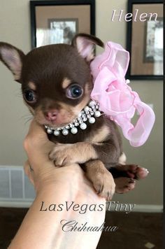 Chihuahua Mini Toy, Tea Cup Chihuahua, Long Hair Chihuahua, Chihuahua Training, Tiny Chihuahua, Teacup Chihuahua Puppies, Baby Chihuahua, Chihuahua Puppy, Teacup Chihuahua