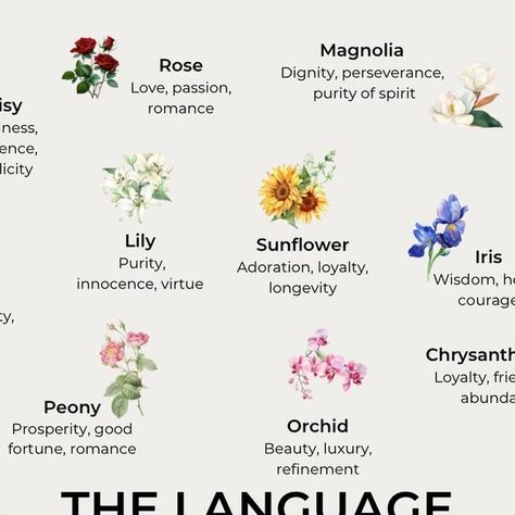 Flower Representing Love, Flower Symbolism Meaning, Daisy Symbolism, Flowers And Meanings, Flowers Symbolism, Flowers Language, Flower Symbolism, Flower Language, Essential Oil Education