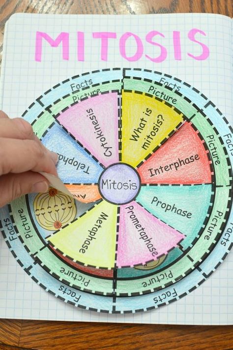 Biology Mitosis, Biology Activity, Biology Projects, Study Biology, Biology Classroom, Interactive Science, Biology Teacher, Biology Lessons, Teaching Biology