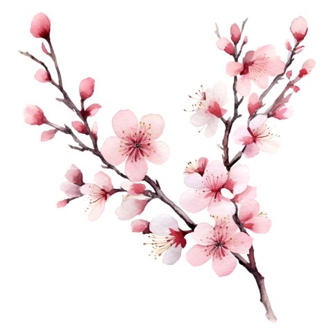 Cherry Blossom Flowers Watercolor Clipart AI Generated Cherry Blossom Images, Cherry Blossom Drawing, Cherry Blossom Watercolor, Cherry Blossoms Illustration, Mughal Art Paintings, Il Re Leone, Cherry Flower, Cherry Blossom Art, Blossom Tattoo