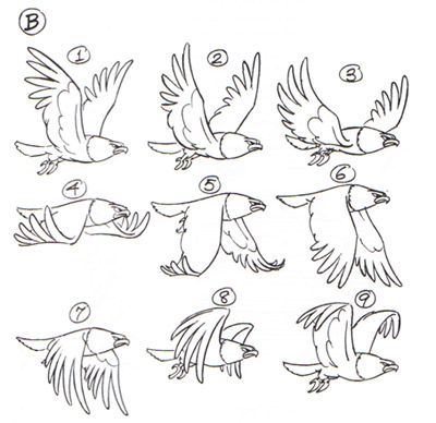 How To Draw Birds, Draw Birds, Animation Tips, Frame By Frame, Animation References, Frame By Frame Animation, Animation Sketches, Bird Wings, Animation Tutorial