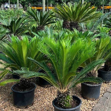 Japanese Sago Palm | Cycas Revoluta Cycas Revoluta, Sago Palm, Orchids