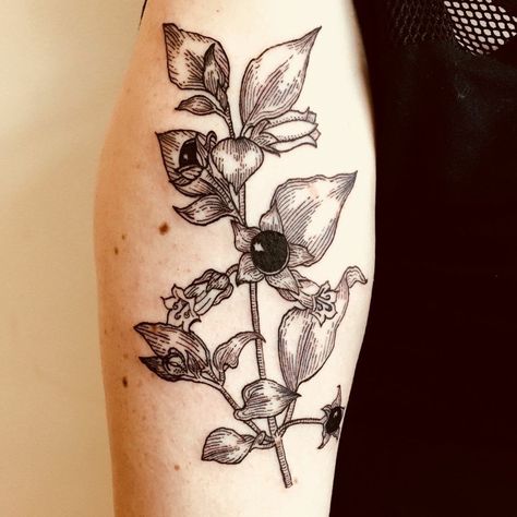 Toxic Flower Tattoo, Night Shade Flower Tattoo, Atropa Belladonna Tattoo, Nightshade Flower Tattoo, Belladonna Flower Tattoo, Belladona Flower Tattoo, Deadly Flower Tattoo, Deadly Nightshade Tattoo, Moody Tattoo