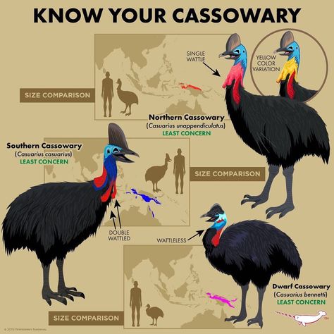 Know Your Cassowaries Animal Infographic, Animals Information, Fun Facts About Animals, Flightless Bird, Animal Conservation, Animal Science, Work With Animals, Animal Education, Interesting Animals