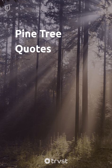 Talking To Trees, Trees Quotes Nature, Forest Quotes Nature, Pine Quotes, Poems About Trees, Pine Tree Quotes, Pine Tree Pictures, Tree Sayings, Quotes About Trees