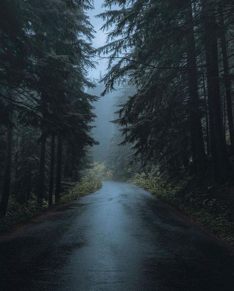 Pnw Forest, Pnw Aesthetic, Strange Days, Dark Naturalism, Dark Forest Aesthetic, The Best Wallpapers, More Adventures, Foggy Mountains, Best Wallpapers