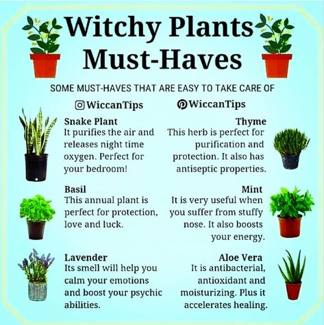 Witch Plants, Witchy Plants, Wicca Herbs, Witch Herbs, Green Witchcraft, Magia Das Ervas, Witch Spirituality, Witch Garden, Magic Herbs