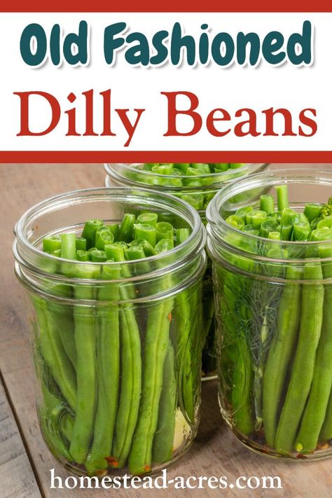 Pickled Beans, Canning Beans, Pickled Vegetables Recipe, Pickled Green Beans, Dilly Beans, Easy Canning, Canning Pickles, Home Canning Recipes, Canning Vegetables