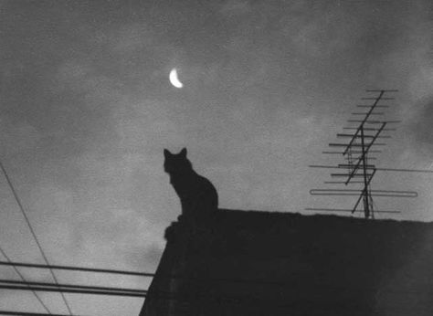 up on the roof Greek Poetry, Katt Grejer, Black Cat Aesthetic, Smart Quotes, Gray Aesthetic, Special Quotes, Greek Quotes, Witch Aesthetic, Cat Photography