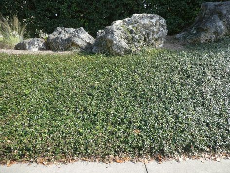 Asian Jasmine an excellent ground cover | Real Estate | chronicleonline.com Asian Jasmine, Florida Gardens, Jasmine Plant, Green Veins, Sprouting Seeds, Coastal Gardens, Ground Cover Plants, Formal Gardens, Top Soil