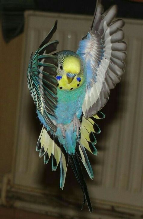 Parakeet Flying, Budgies Bird, Budgie Parakeet, Funny Parrots, Parakeets, Cutest Animals, Bird Supplies, Funny Birds, Landing Gear