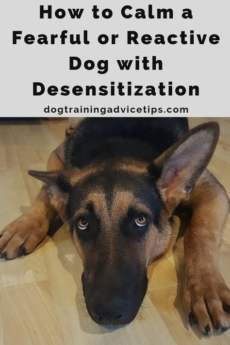 Dog Minding, Reactive Dog, Dog Training Advice, Dog Brain, Dog Hacks, Cat Training, Training Your Puppy, Older Dogs, Obedience Training