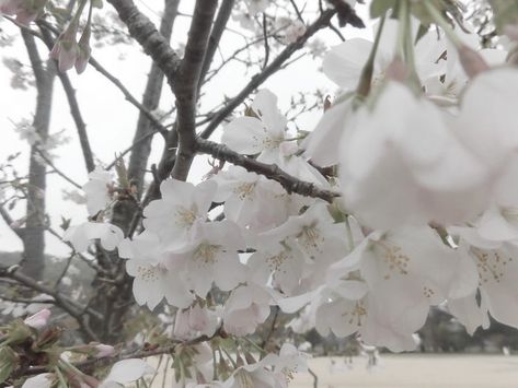 Rica Core, White Soft Aesthetic, L Wallpaper, Soft Pink Theme, Japan Aesthetic, Flower Therapy, Flowers Nature, White Aesthetic, Flower Petals