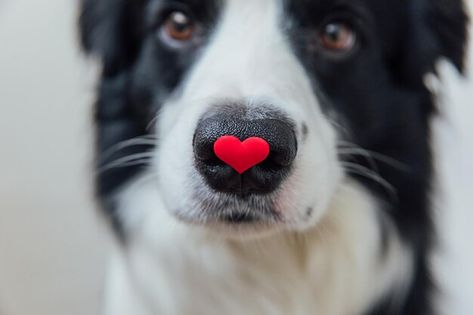 Dog Border Collie, Puppy Valentines, Valentines Day Dog, Pink Gift Box, Red Gift Box, Dog Photoshoot, Valentines Day Photos, Border Collie Dog, Valentine Photo