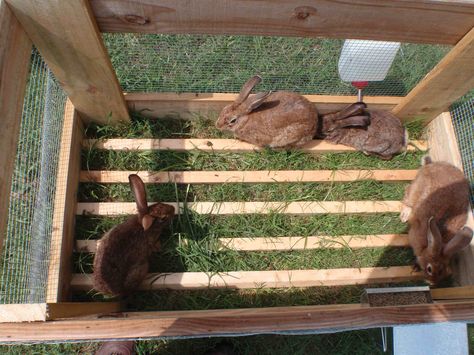 inside small moveable pen Rabbit Tractor, Outdoor Rabbit Run, Raising Rabbits For Meat, Rabbit Enclosure, Backyard Animals, Rabbit Farm, Meat Rabbits, Raising Rabbits, Rabbit Life