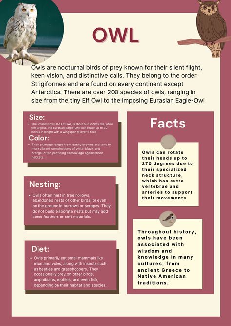 All About owl#owl#bird#owlfood bird poster Bird Egg Identification, Elf Owl, Owl Facts, Eurasian Eagle Owl, Bird Facts, Nocturnal Birds, Small Owl, Bird Poster, Bird Eggs