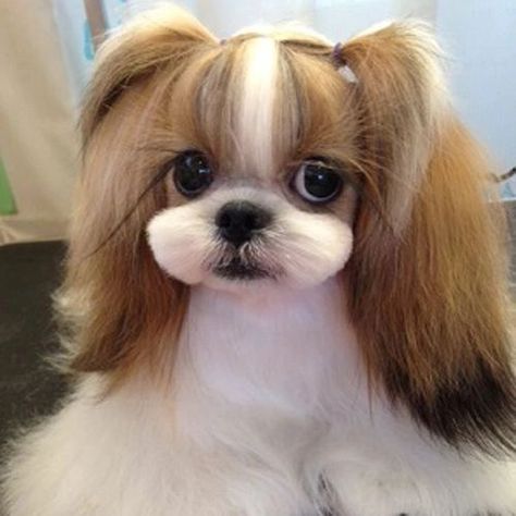 Teddy Bear Dog Haircut Shih Tzu, Cut Puppies, Shih Tzu Haircut, Shitzu Haircuts, Shitzu Dogs Haircuts, Shih Tzu Long Hair, Shih Tzu Grooming Styles, Shih Tzu Hair Styles, Gigi Hair