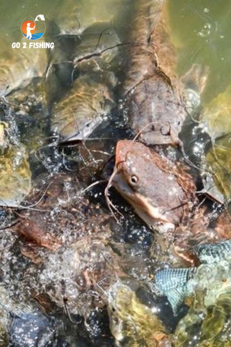 Explore the fascinating world of catfish farming – a journey of resilience, versatility, and success! 🌊🐟 Uncover the reasons behind its popularity and start your own adventure. #Go2Fishing #Fishing #Fishinglife #CatfishAdventure #FarmingSuccess #CatfishFarming #FishFarmers #SustainableFarming Catfish Pond, Catfish Farming, Blue Catfish, Pond Construction, Channel Catfish, Tips For Success, Soil Testing, Sustainable Farming, Water Sources