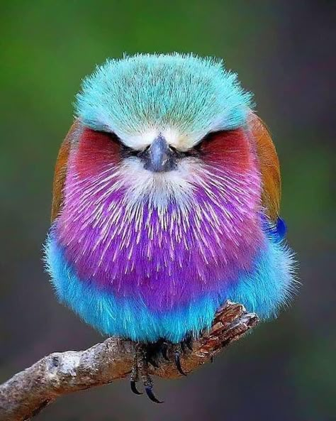 The beautiful yet feisty Lilac-breasted roller bird, Africa’s most colorful bird #animals #nature #birds #kenya Unusual Birds, Cat Nature, Lilac Breasted Roller, Colourful Birds, Regnul Animal, Bird Calls, Monkey Baby, Most Beautiful Birds, Rare Animals