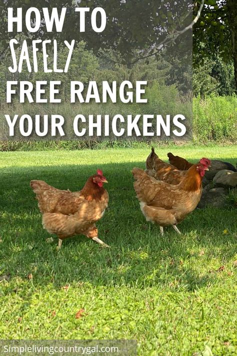 Discover the best practices for keeping your free-range chickens safe from predators with these helpful tips. Learn about using temporary fencing, keeping a rooster, and being vigilant to ensure the safety of your flock. Don't miss out on the benefits of letting your chickens roam freely – learn how to keep them safe while doing so. How To Keep Chickens, Chicken Roost, Chicken Poop, Raising Chicks, Types Of Chickens, Chicken Health, Chicken Eating, Free Range Chickens, Better Homes And Garden