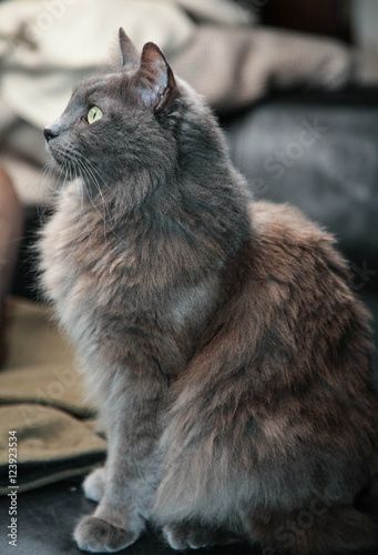 Nebelung Cat, Nebelung, Grey Kitten, Grey Cat, Majestic Animals, Russian Blue, Cat Names, Kitty Cats, Cat Friendly