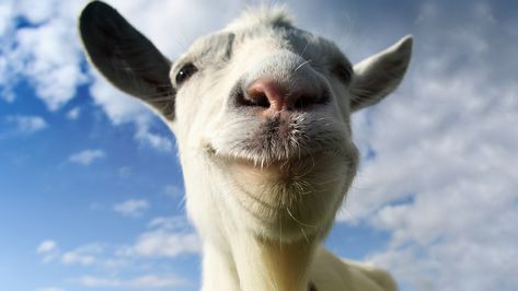 Funny Goat Pictures, G.o.a.t Wallpaper, Goat Picture, Funny Animal Faces, Goat Simulator, Goats Funny, First Pokemon, Goat Lover, Baby Wallpaper