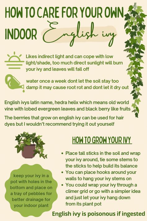 #ivy #englishivy #plants #houseplants #nature #gardening English Ivy Indoor, Ivy Houseplant, Ivy Plant Indoor, English Ivy Plant, Ivy Plant, Plant Care Houseplant, Plant Journal, English Ivy, Ivy Plants