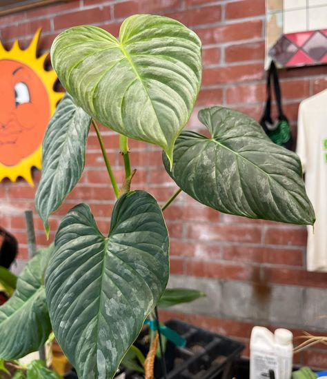 The weekly restock is in! This week we brought over: Philodendron Jose Buono $100 Adenium Obesa (desert rose)$100 Caladium Humboltii $25 Anthurium Radicans x Luxurians $60 Philodendron Martianum $45 Philodendron Warscewiczii Aurea $50 Philodendron Strawberry Shake $45-90 Euphorbia Kibwezensis Crested $30 Philodendron Majestic (verrocosum x sodiroi) $25 Philodendron Plowmanii $50 Come by and see us @ 6720 St. Claude Ave 10:00-4:00 Philodendron Warscewiczii, Anthurium Radicans, Philodendron Plowmanii, Jose Buono, Strawberry Shake, Desert Rose, Come And See, Cool Plants, Terra Cotta