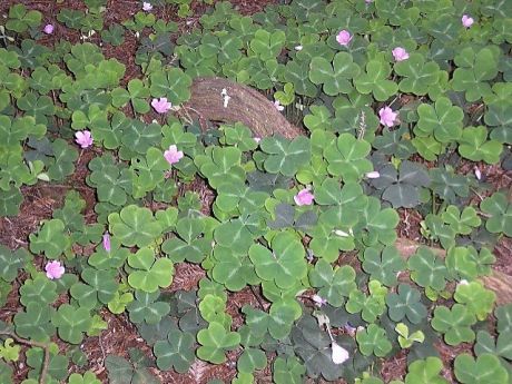 REDWOOD SORELL // Oxalis oregana, known commonly as redwood sorrel because it's found up and down the West Coast as an understory plant in redwood and fir forests, is a tough, shade-loving native ground cover. Oxalis Varieties, Woodsy Garden, Oregon Native Plants, Colorful Coral Reef, Understory Plants, Shady Gardens, Landscaping Around Trees, Habitat Garden, Trees Beautiful