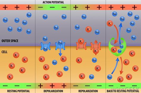 The action potential is the result of a large depolarization of the membrane… Cartoon Easy Drawing, Membrane Potential, Psych Notes, Action Potential, Np School, Human Nervous System, Human Physiology, Biology Resources, A Level Biology