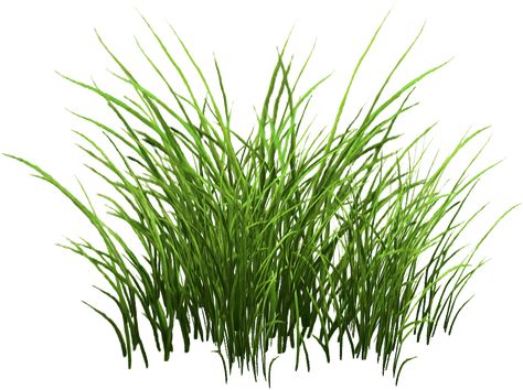 Nature, Nara, Grass Png For Editing, Grass For Photoshop, Grass Reference, Rumput Png, Green Grass Png, Grass Photoshop, Full Black Wallpaper