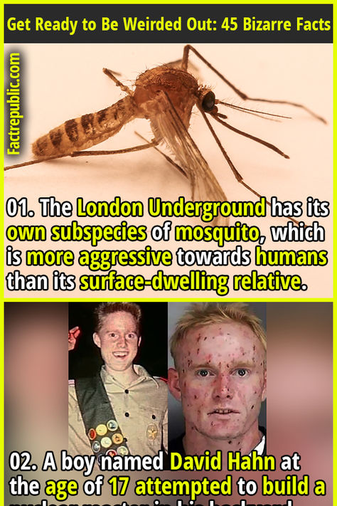 01. The London Underground has its own subspecies of mosquito, which is more aggressive towards humans than its surface-dwelling relative. #london #underground #subspecies #animal #science #knowledge #education #bizarre #strange Weird Facts Random, Funny History Facts, Random Facts Interesting, Weird Science Facts, Crazy Animal Facts, Weird Fun Facts, Crazy History Facts, Human Facts, Funny True Facts