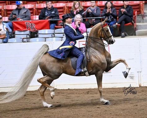 Saddleseat Riding, Saddlebred Horses, American Saddlebred Horses, Horse And Human, American Saddlebred, Saddle Seat, Pretty Horses, Horse Stuff, Show Horses