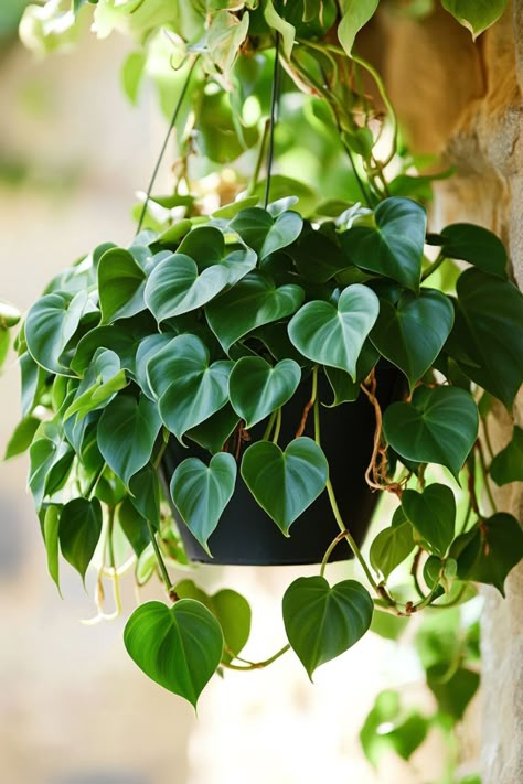 Heartleaf Philodendron (Philodendron hederaceum) is a beautiful and low-maintenance addition to any home! 🌿🏡 With its lush, heart-shaped leaves and trailing vines, this plant is a delightful blend of elegance and ease. Quick to thrive in various light conditions and bursting with air-purifying benefits, Heartleaf Philodendron is perfect for adding a touch of greenery to your indoor space. 🌱✨ #HeartleafPhilodendron #PhilodendronHederaceum #IndoorPlants #EasyCare #AirPurifying #GreenHome Heart Shaped Leaves Plants, Plants Photography Aesthetic, Philodendron Esmeraldense, Philodendron Heartleaf, Indoor Plants For Low Light, Plants For Low Light, Heartleaf Philodendron, Gardening Australia, Philodendron Hederaceum