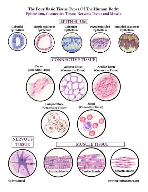 Tissue Biology, Study Biology, Basic Anatomy And Physiology, Vet Medicine, Nurse Study Notes, Nursing Student Tips, Tissue Types, Medical Student Study, Medical Laboratory Science