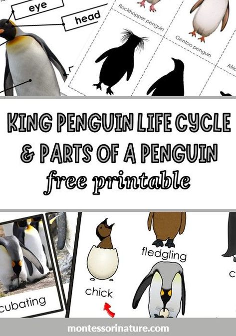 Penguin Life Cycle And Parts Of A Penguin Free Printable Penguin Free Printable, Penguin Preschool, Penguin Life Cycle, Life Cycles Preschool, Nature Printables, Penguin Activities, Science Printables, Rockhopper Penguin, Gentoo Penguin