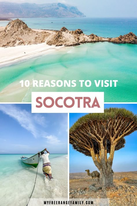 Deserted beautiful beaches in Socotra Island in Yemen. A man pushes out his dhow boat and a camel stands under a dragon blood tree. Socotra Island, Dragon Blood Tree, Tree Beautiful, Socotra, Dragon Blood, Landscape Plan, Island Holiday, Unique Places, Destination Voyage