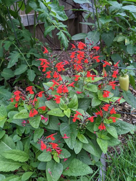 South Texas Landscaping, Tropical Sage, Red Salvia, Flowering Shade Plants, Texas Landscaping, Texas Plants, Texas Native Plants, Texas Garden, Low Water Plants