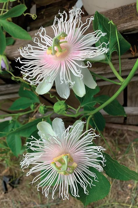 Fine Gardening Magazine, Passion Vine, Flower Pot Design, Garden Vines, Flower Boutique, Fine Gardening, Unusual Flowers, Airbrush Art, Passion Flower