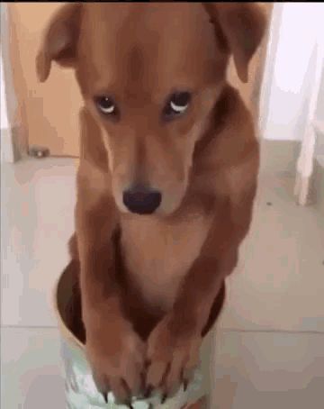 Sorry Sad GIF - Tenor GIF Keyboard - Bring Personality To Your Conversations | Say more with Tenor Nature, Guilty Dog, Puppy Dog Eyes, Cute Puppy Videos, Dog Eyes, Bad Dog, Puppy Eyes, Funny Dog Videos, Dog Sitting